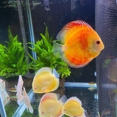 ディスカス　5匹　セット　