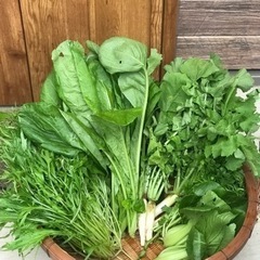 東温農園【無農薬野菜】【農家直送】葉物セット♪サラダ・お鍋に♪