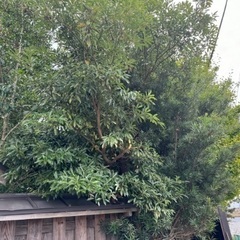 竹、イチョウの木、松の木、ムク