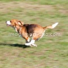 🐕ドッグランに来てみませんか🐕 - 豊明市