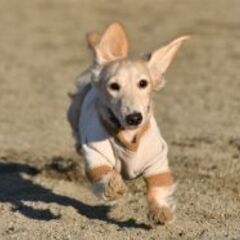 🐕ドッグランに来てみませんか🐕 − 愛知県