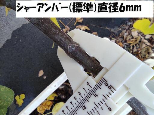 イチジク　イチジク 挿し木用穂木　リクエスト承ります。春夏もやってます。