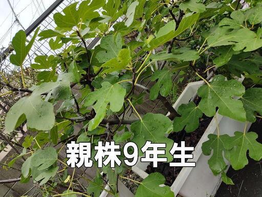イチジク　イチジク 挿し木用穂木　リクエスト承ります。春夏もやってます。