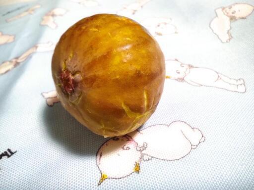 イチジク　イチジク 挿し木用穂木　リクエスト承ります。春夏もやってます。