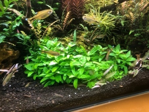 水草 陰性水草