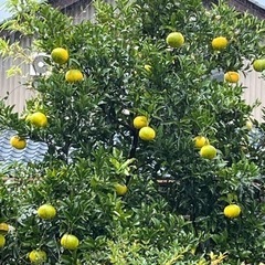 福井県産　無農薬　夏みかん！