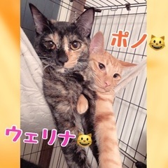 23日譲渡会お見合い可　😻ウェリナちゃん&ポノくん😻