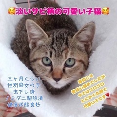 淡いサビ柄の可愛い子猫♡三ヶ月くらいの女の子(動画あり)