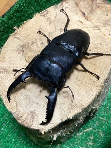 パラワンオオヒラタクワガタ