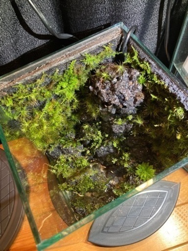小さな滝のある苔テラリウム