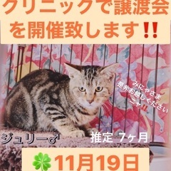 11月19日(日)すみれペットクリニック様にて主催『立川地域猫の...