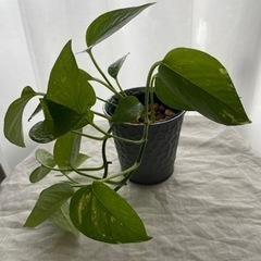 【ネット決済】【観葉植物】ポトス