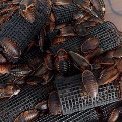 ☆ デュビア 爬虫類 両生類 餌用 全サイズMIX