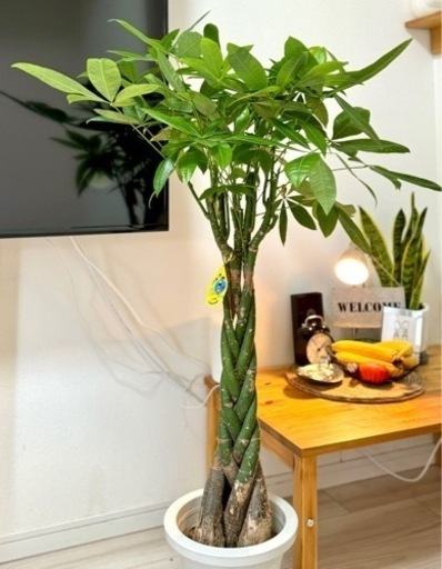 バキラ　観葉植物 高さ1m20cm
