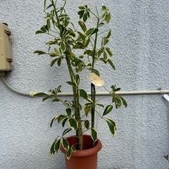 ホンコン　観葉植物
