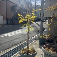 お譲り先決まりました！銀杏の植木もらってください