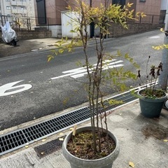 お譲り先決まりました。植木もらってください