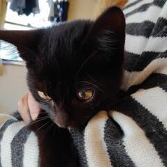 黒猫(雄)生後2ヶ月程。捨て猫保護しました。