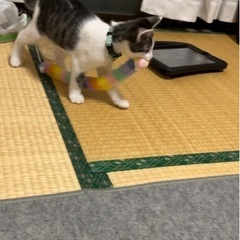 ♡幸せにしてくれる方と出逢いました♡🐈🐾