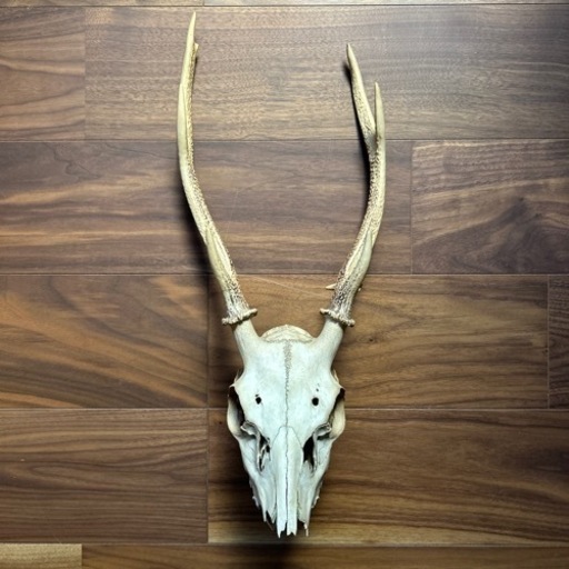 鹿の角 頭蓋骨 インテリア 置物