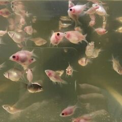 【金魚】 ピンポンパール　ちょうちんパール　稚魚　1.5cm