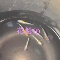 改良メダカ【花魁1p】【ミジンコ】+豪華なおまけ（めだか）