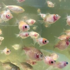 【金魚】 ピンポンパール　ちょうちんパール　稚魚　3cm