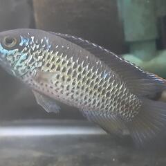 【値下】熱帯魚　ナンナカラ　アノマラ 1ペア