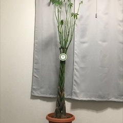 大型観葉植物パキラ（約180cm）