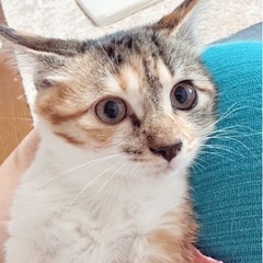 ☆里親さん決定☆可愛い三毛猫　少し長毛　フワフワ　3ヶ月