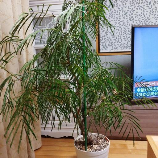 観葉植物　　エバーフレッシュ