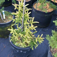 コーカサストウヒ　スカイランズ