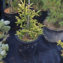 コーカサストウヒ　スカイランズ