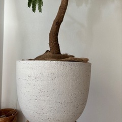 エバーフレッシュ　観葉植物　幹太