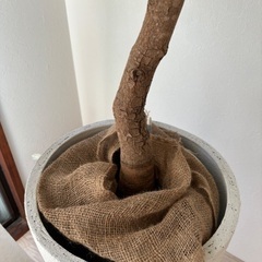 エバーフレッシュ　観葉植物　幹太