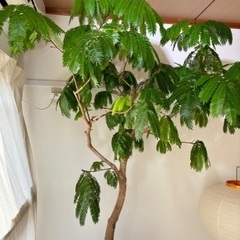 エバーフレッシュ　観葉植物　幹太