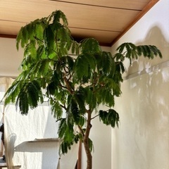 エバーフレッシュ　観葉植物　幹太