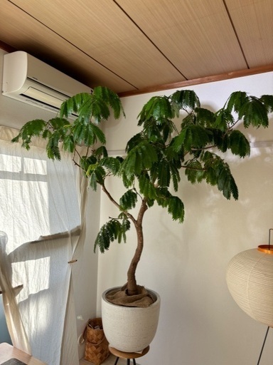 エバーフレッシュ　観葉植物　幹太