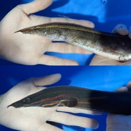 ⬇️最終値下げ12,000円→10,000円⬇️熱帯魚スパイニーイールx２種セット