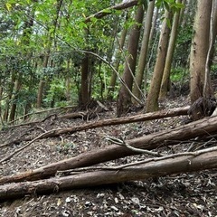杉の木　薪　木材