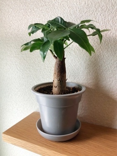 観葉植物　パキラ(26)　23cm　グレーカラーの3.5号の鉢と受け皿付き