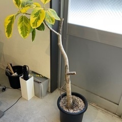 【本日中希望】観葉植物　フィカスアルテシマ　ゴムの木