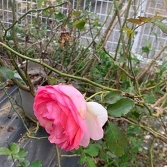 【1m程】ピエールドゥロンサール 薔薇の苗木