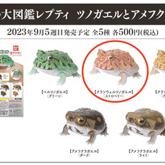 激レア鬼美!!ストロベリークラウンウェルツノガエル☆青と並んで