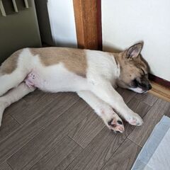【ムース 】♂ Mix犬 里親さん募集中 2ヶ月位 − 北海道