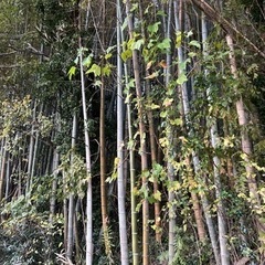 竹　竹林　山