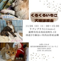 11/26犬猫譲渡会