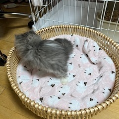 猫　ペットベット　かご