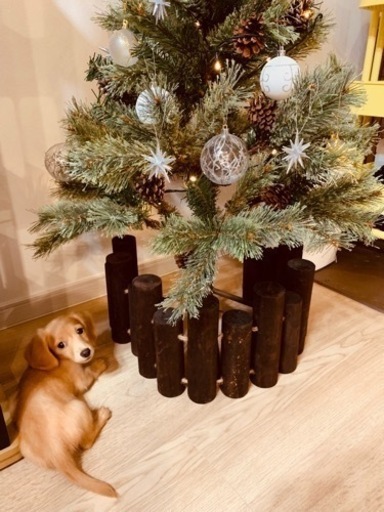 クリスマスツリー