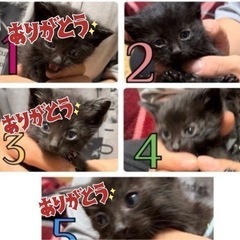 生後1ケ月くらい黒猫